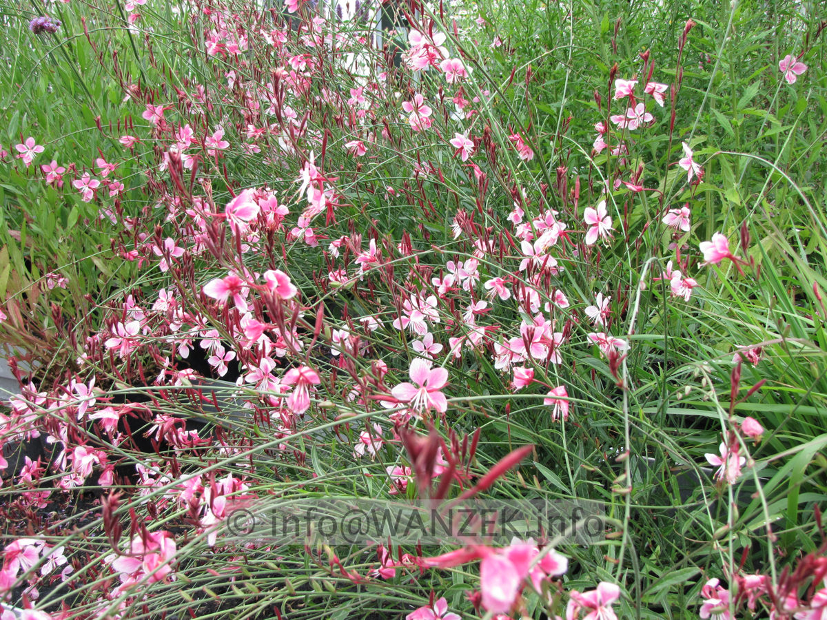 Gaura lindheimeri Siskiou Pink - (Rot, weiss gerandet).JPG
